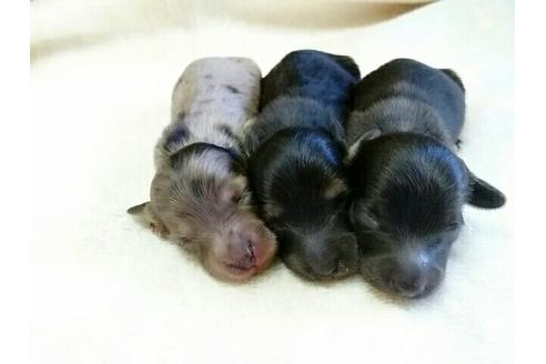 成約済の愛知県のミニチュアダックスフンド-16489の1枚目