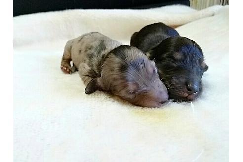 成約済の愛知県のミニチュアダックスフンド-16490の3枚目