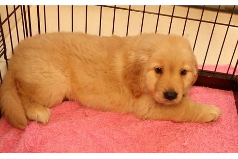 成約済の栃木県のゴールデンレトリーバー-16496の2枚目