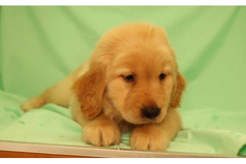 成約済の栃木県のゴールデンレトリーバー-16496の3枚目