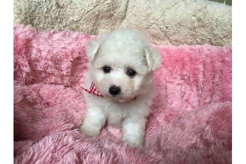 成約済の福岡県のミックス犬-16567の1枚目