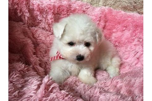 成約済の福岡県のミックス犬-16567の2枚目