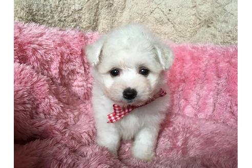 成約済の福岡県のミックス犬-16567の3枚目