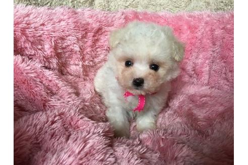 成約済の福岡県のミックス犬-16568の1枚目