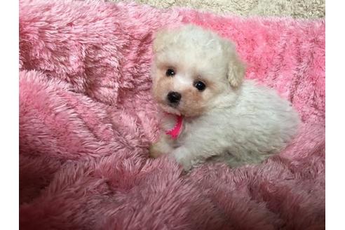 成約済の福岡県のミックス犬-16568の2枚目