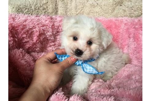成約済の福岡県のミックス犬-16569の1枚目
