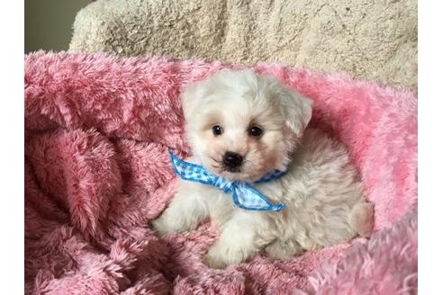 成約済の福岡県のミックス犬-16569の2枚目