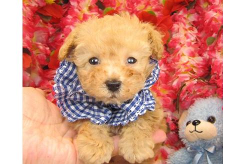 成約済の茨城県のトイプードル-16570の1枚目