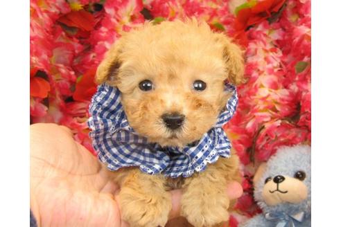 成約済の茨城県のトイプードル-16570の2枚目