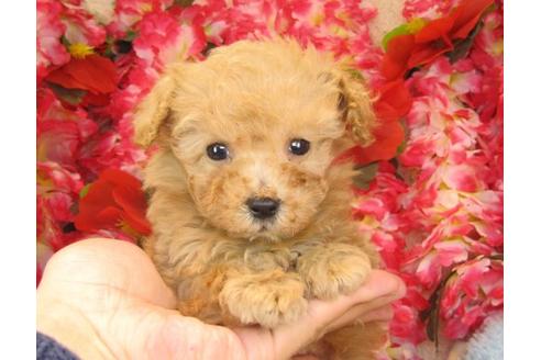 成約済の茨城県のトイプードル-16570の3枚目