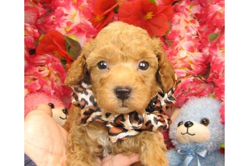 成約済の茨城県のトイプードル-16571の1枚目