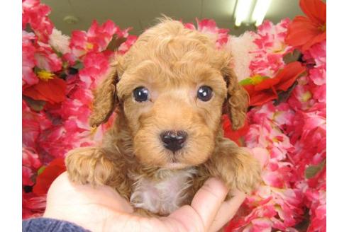 成約済の茨城県のトイプードル-16571の3枚目