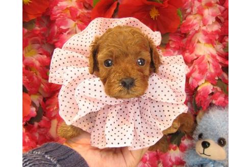 成約済の茨城県のトイプードル-16572の1枚目