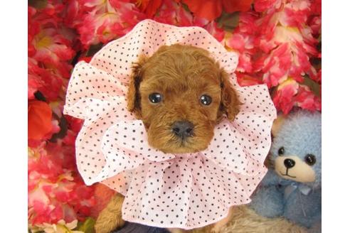 成約済の茨城県のトイプードル-16572の2枚目