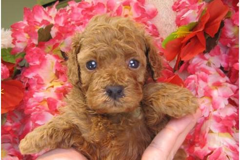 成約済の茨城県のトイプードル-16572の3枚目