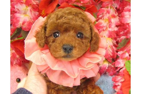 成約済の茨城県のトイプードル-16573の3枚目