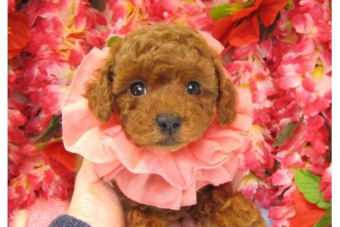成約済の茨城県のトイプードル-16573の1枚目