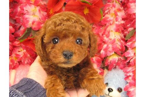 成約済の茨城県のトイプードル-16573の2枚目