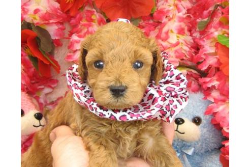 成約済の茨城県のトイプードル-16574の2枚目