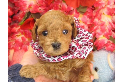 成約済の茨城県のトイプードル-16574の3枚目