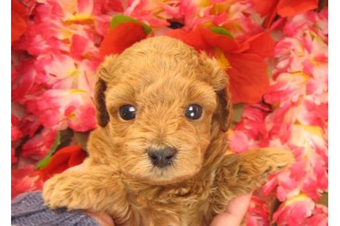 成約済の茨城県のトイプードル-16574の1枚目