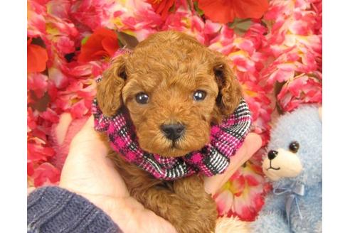 成約済の茨城県のトイプードル-16575の2枚目