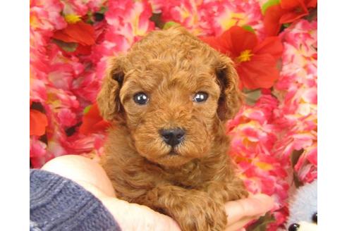 成約済の茨城県のトイプードル-16575の3枚目