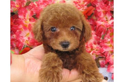 成約済の茨城県のトイプードル-16621の3枚目