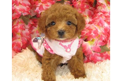 成約済の茨城県のトイプードル-16622の3枚目