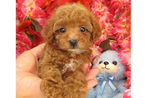 成約済の茨城県のトイプードル-16622の1枚目