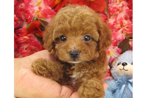 成約済の茨城県のトイプードル-16622の2枚目