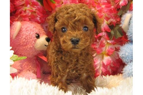 成約済の茨城県のトイプードル-16623の1枚目