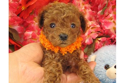 成約済の茨城県のトイプードル-16623の2枚目