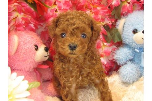 成約済の茨城県のトイプードル-16623の3枚目