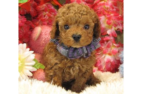 成約済の茨城県のトイプードル-16624の1枚目