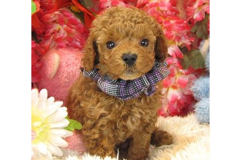 成約済の茨城県のトイプードル-16624の2枚目