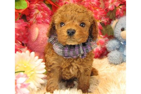 成約済の茨城県のトイプードル-16624の3枚目