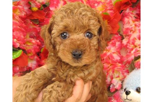 成約済の茨城県のトイプードル-16625の1枚目