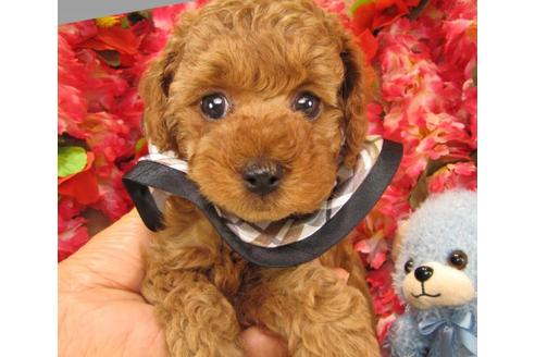 成約済の茨城県のトイプードル-16625の2枚目