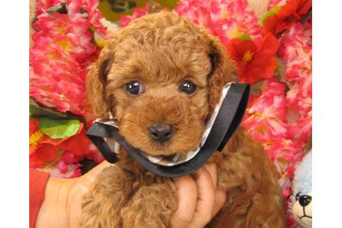 成約済の茨城県のトイプードル-16625の3枚目