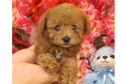 成約済の茨城県のトイプードル-16626の1枚目