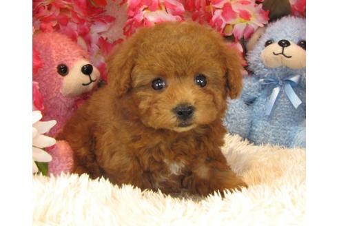 成約済の茨城県のトイプードル-16626の2枚目