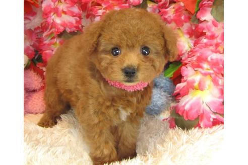 成約済の茨城県のトイプードル-16626の3枚目