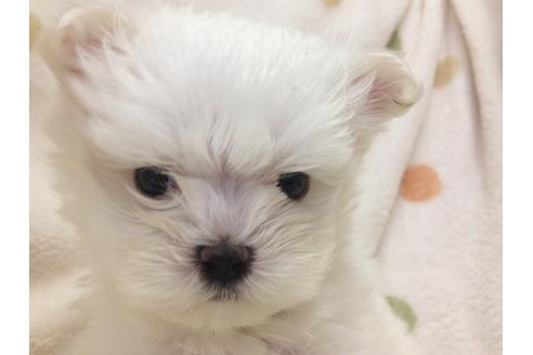 成約済の岐阜県のマルチーズ-16594の3枚目