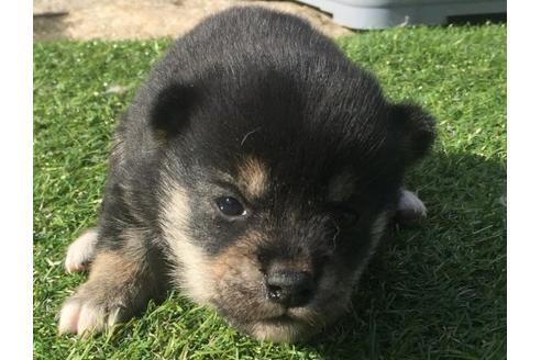 成約済の長崎県の柴犬-16114の1枚目