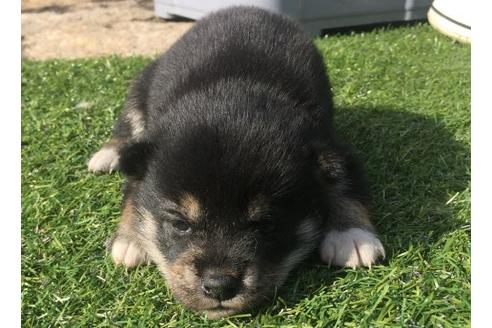 成約済の長崎県の柴犬-16114の2枚目