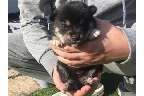 成約済の長崎県の柴犬-16114の3枚目