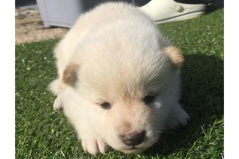 成約済の長崎県の柴犬-16115の1枚目