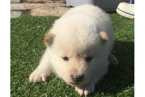 成約済の長崎県の柴犬-16115の2枚目