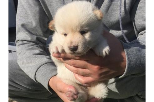成約済の長崎県の柴犬-16115の3枚目